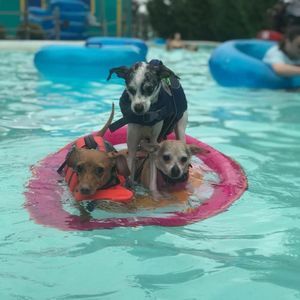 Meet your Posher, Craig